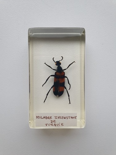 Insecte inclusion résine - ,