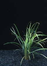 ophiopogon japonica plante