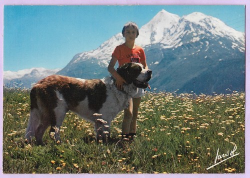 Cpsm chien saint bernard - chien, saint-bernard