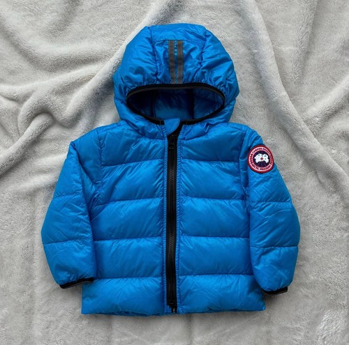Canada goose glacier - canada,