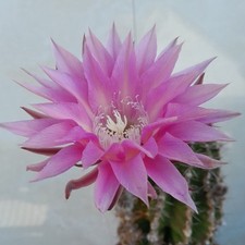 Cactus Hybride 'Fancy Pants'