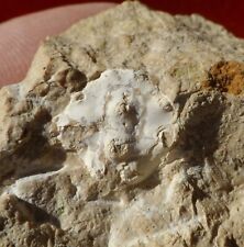 CRABE FOSSILE ÉOCÈNE DE HAUTE-GARONNE