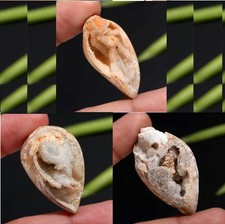 Fossil Shell Druzy authentique