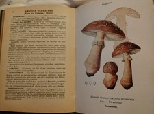 1952- CHAMPIGNONS DE