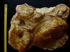 Bloc du Toarcien comprenant 2