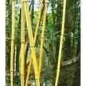 Phyllostachys aureosulcata