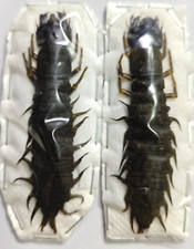 CORYDALIDAE - Acanthacorydalis fruhstorferi -CHINA- Giant Dobson Fly Larva 80mm!