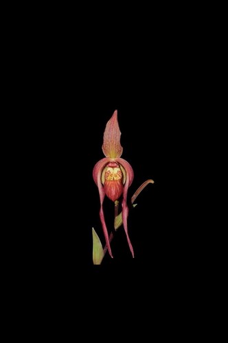 Phragmipedium harry nagata - harry,