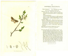 JOHN CURTIS, BRITISH