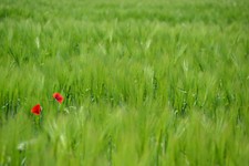 PHOTO FORMAT A3+ "CHAMP DE BLE 1" SUR PAPIER HAHNEMUEHLE 310G.