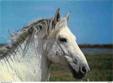 Carte Postale - Animaux -