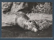 CPSM vers 1960 nature faune animaux   ragondin