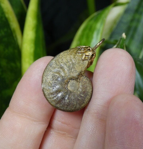 Jolie ammonite pyrite - jolie,