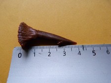 Dent  fossile  de poisson scie Onchopristis Numidus du Maroc KEM KEM