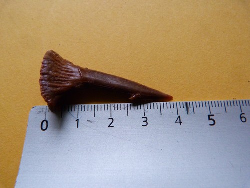 Dent rostrale poisson scie - ,