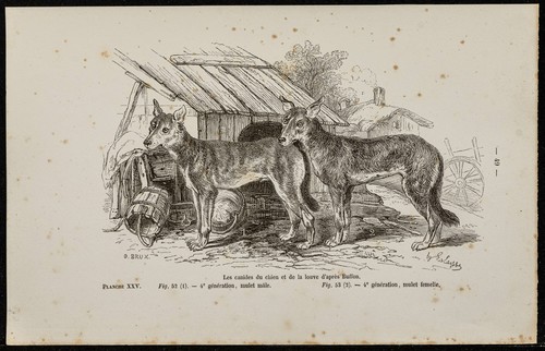1867 chiots chien et - -,