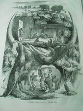 Gravure 1865 - Elephant couleur Ivoire défense