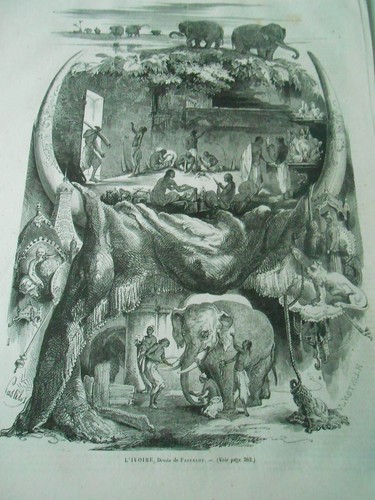 Gravure 1865 elephant - -,