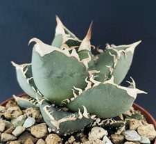 Rare Clone Agave Titanota