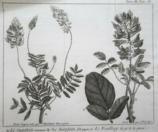 SAINFOIN ESPAGNE FEUILLAGE