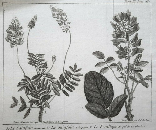 Sainfoin espagne feuillage - espagne,