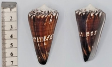 Coquillage de collection