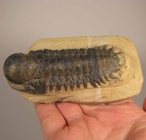 Crotalocephalus gibbus - crotalocephalus,