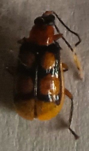 Chrysomelidae diabrotica - –,