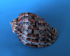 Harpa Cabriti 81,5 mm Gem