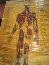 Planche anatomique ancienne pl. 4 / muscles face postérieure