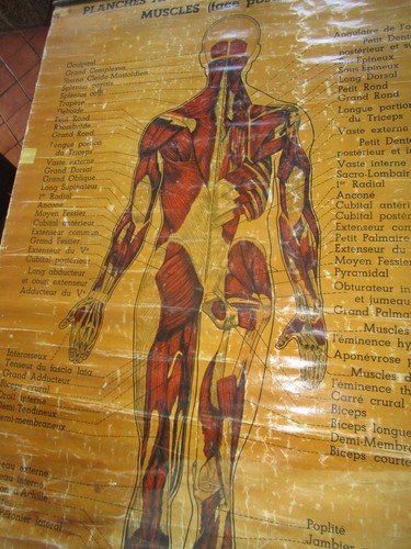Planche anatomique ancienne