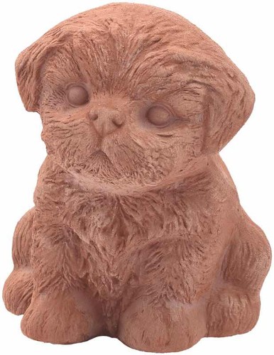 Chiot caniche galestro - caniche,