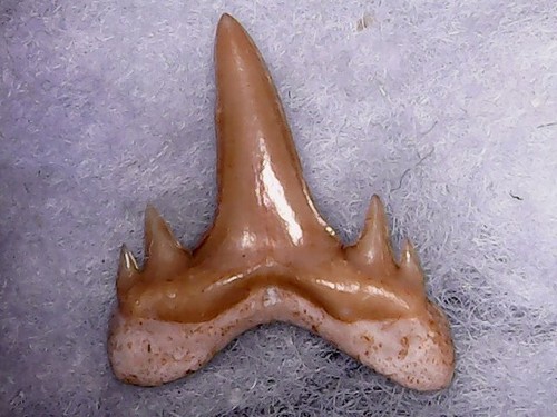 Shark tooth carcharias - shark,