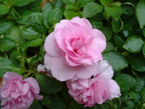 Impatiens double rose vif - ,