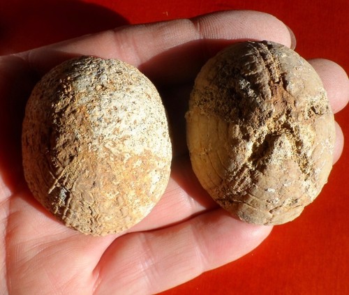 Oursin fossile pliocène - oursin,