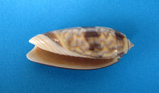 Oliva Miniacea 66,4 mm f++