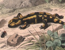 1839 Gravure originale