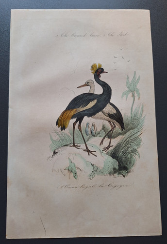 Gravure oiseau rehaussé - gravure,