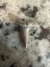 Flawless Sand Tiger Shark