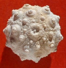 OURSIN FOSSILE JURASSIQUE DES