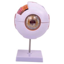 Modèle anatomique de l'œil