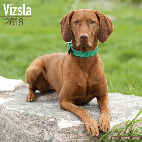 Calendrier 2018 vizsla - calendrier,