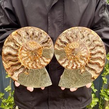 3.6LB A Pair Rare! Natural