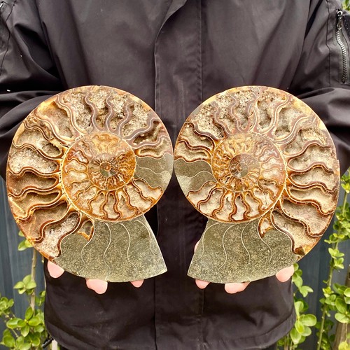 6lb pair rare - pair, natural