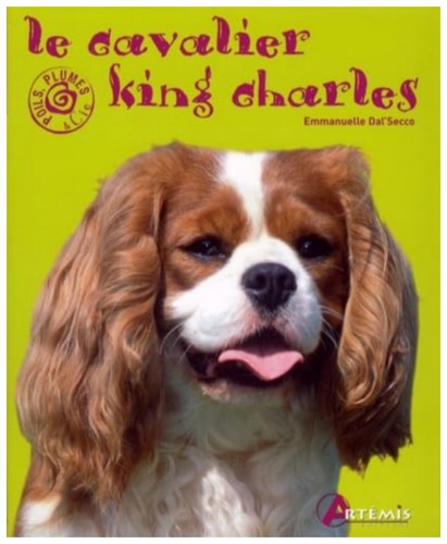 Cavalier king charles - cavalier,