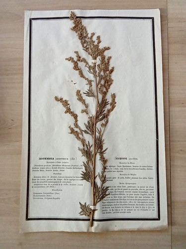 Ancien herbier botanique - herbier,