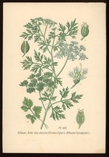 Planche botanique : Ethuse