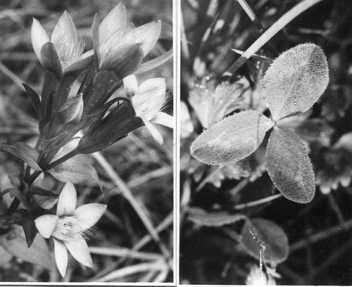 Lot photos fleurs dont - de,
