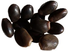 Lupin en Arbre - Lupinus Arboreus F. Luteus - EM05