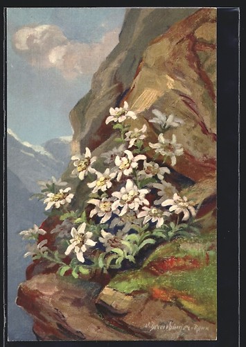 Edelweiss montagne - edelweiss, en
